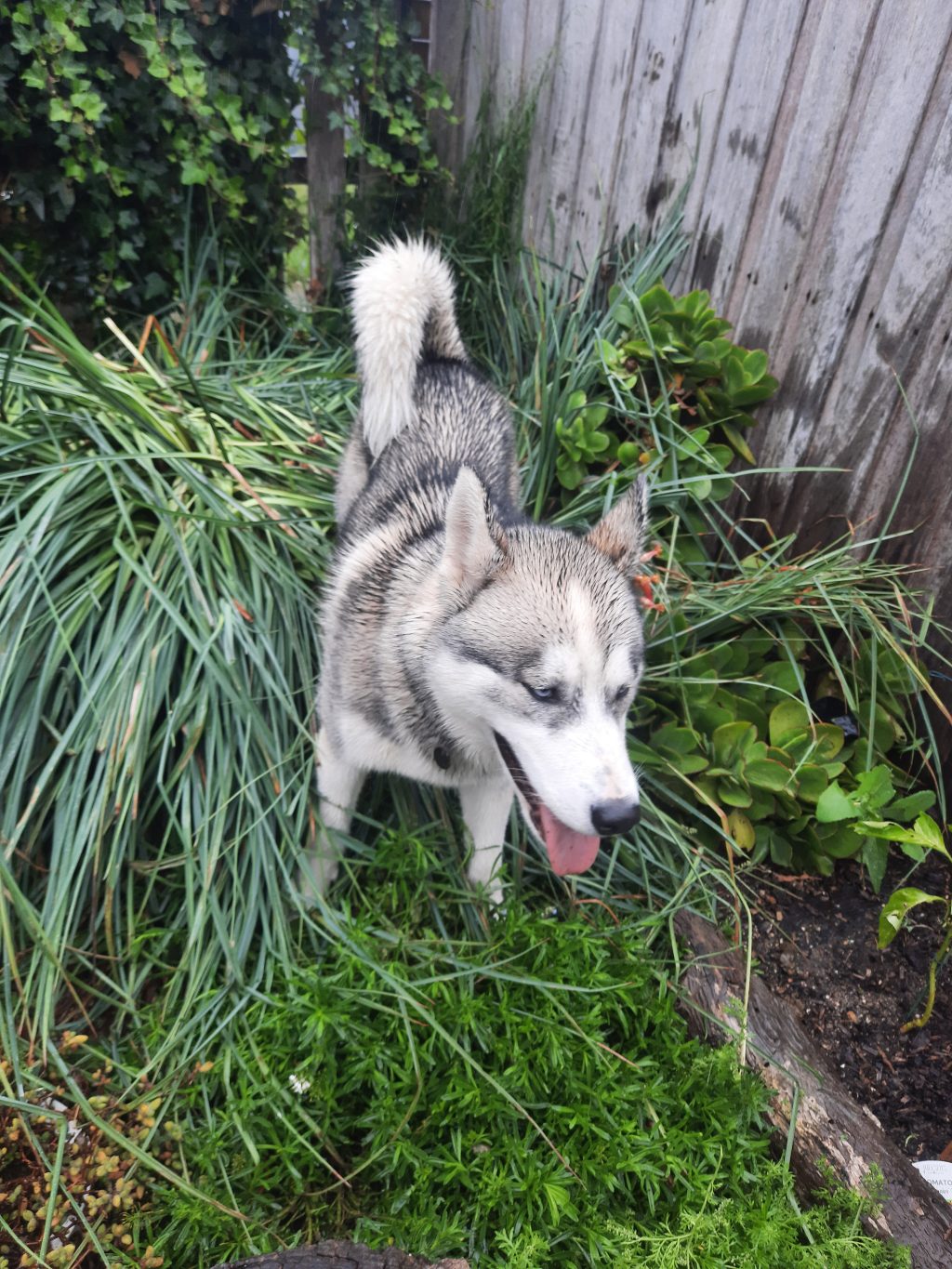 pet-image