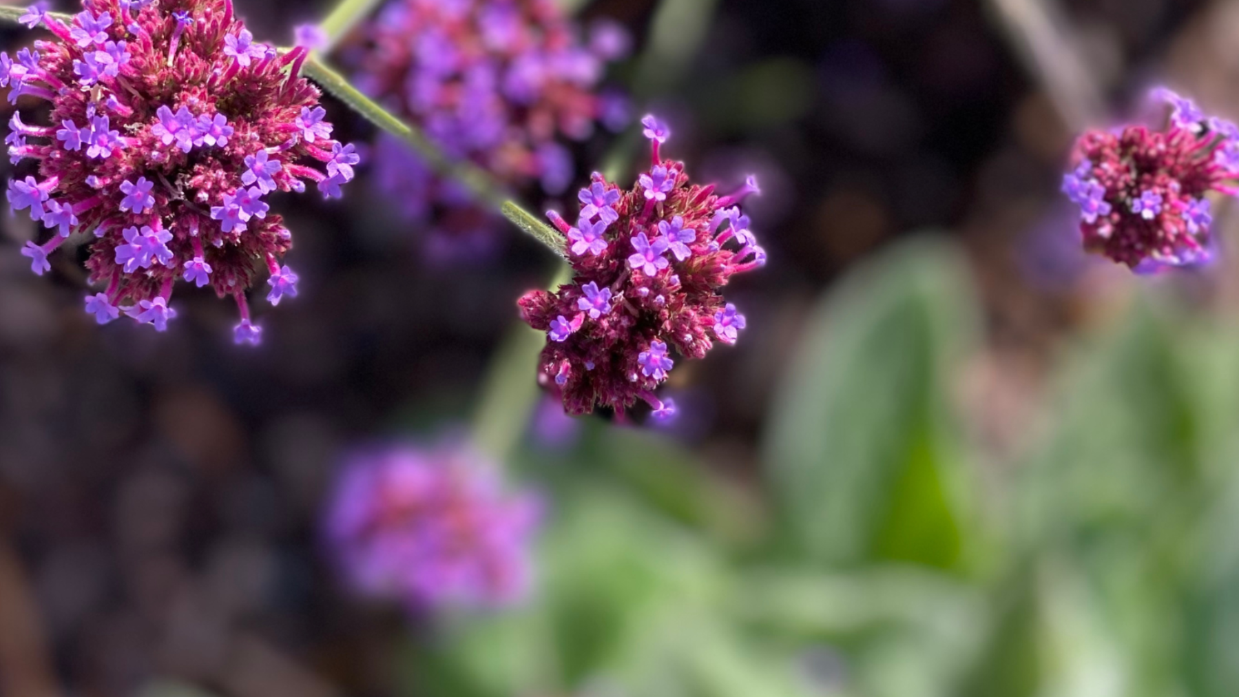 Beare Gardens