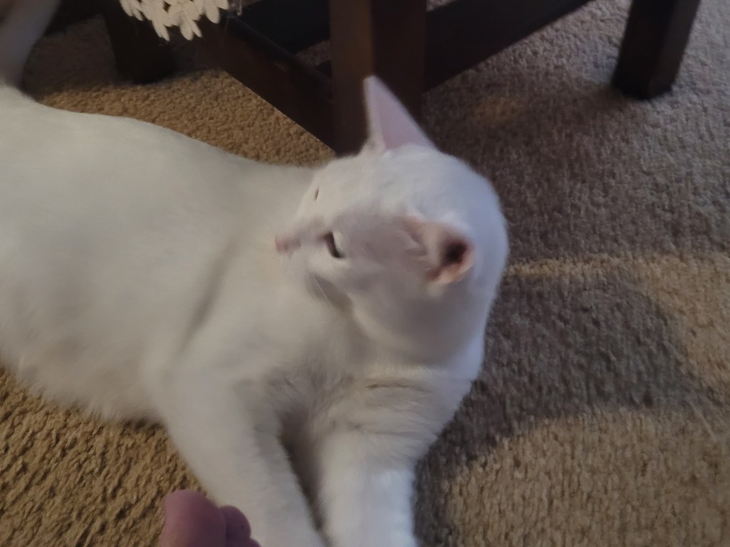 pet-image