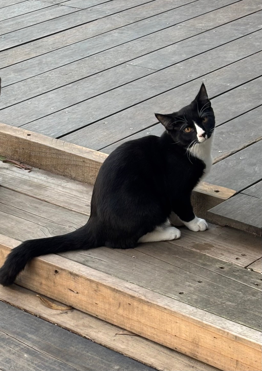 pet-image