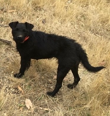 pet-image